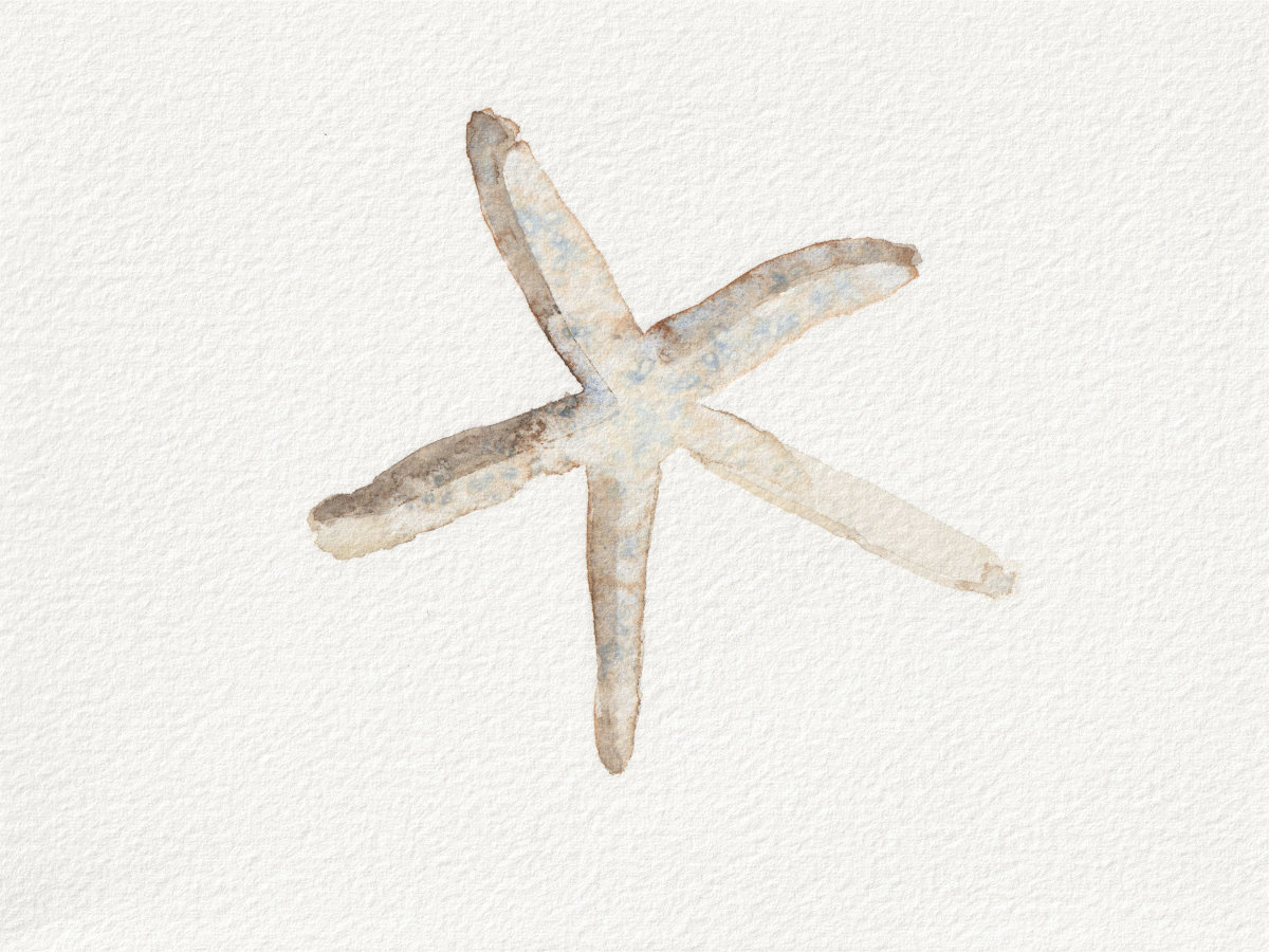 Starfish. watercolor illustration