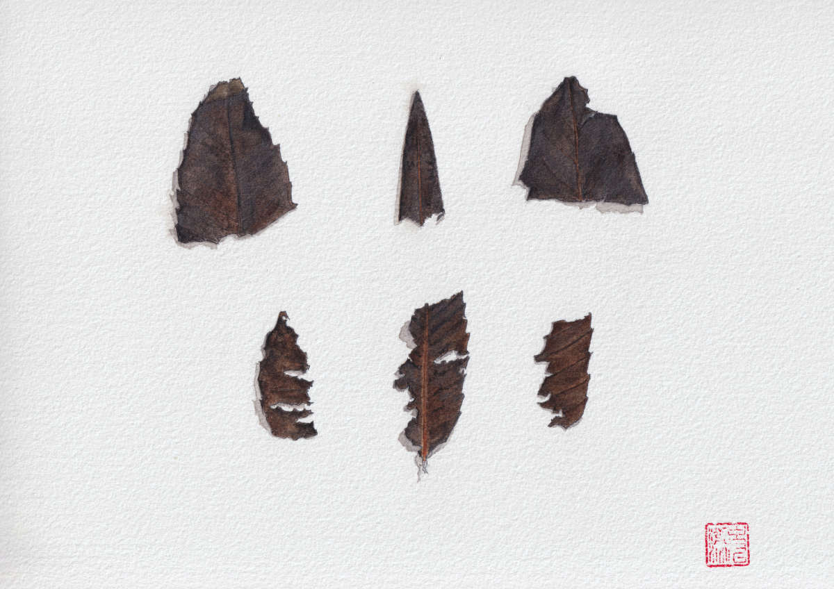 charred complex no. 2 • watercolor and pencil illustration of 6 burnt leaf fragments